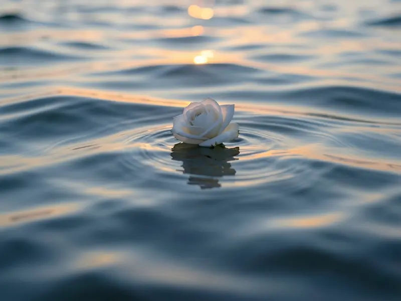 Seebestattung — friedliche See mit Rose