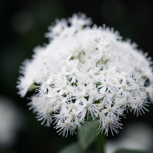 Astilbe als Trauerblume