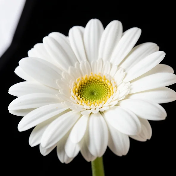 Gerbera als Trauerblume