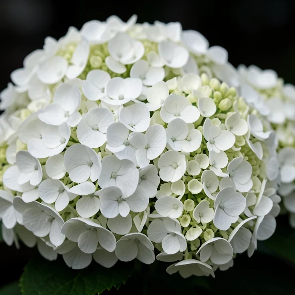 Hortensie als Trauerblume