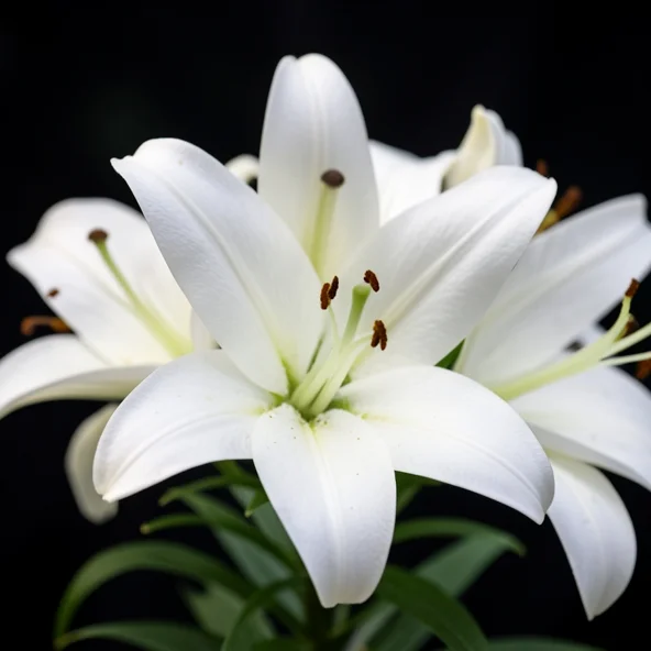 Weisse Lilie als Trauerblume