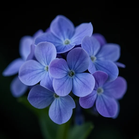 Veilchen als Trauerblume