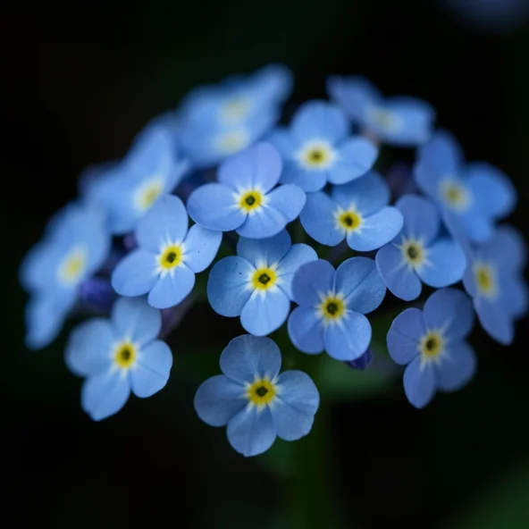 Vergissmeinnicht als Trauerblume